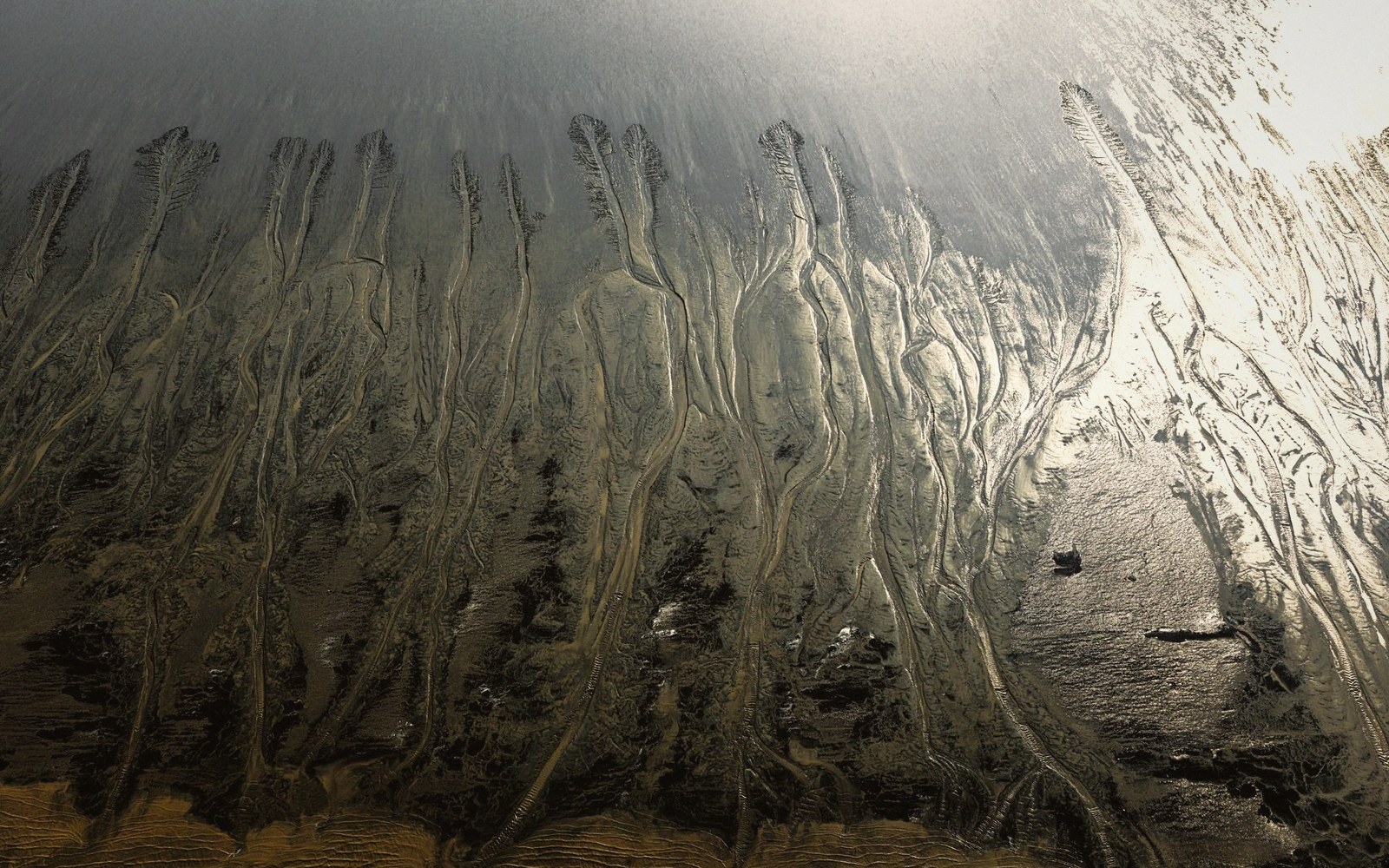 Aerial view of branching tidal channels carved into a sunlit mudflat